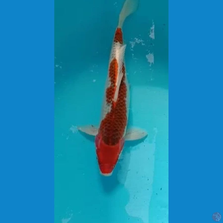 gosiki 41 cm
