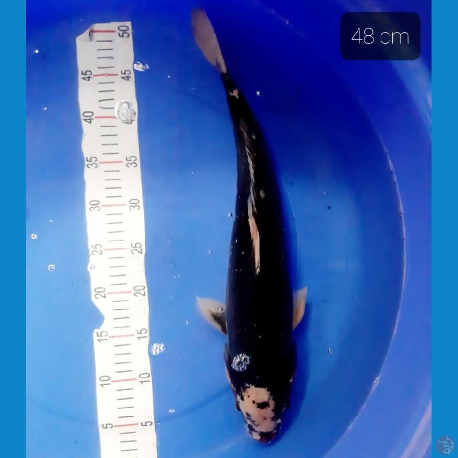 *KUMON 48 CM*