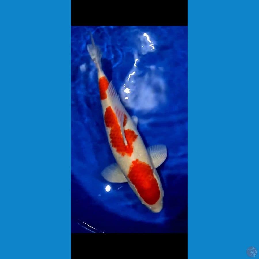 Kohaku Super Red 3 Step 54 cm