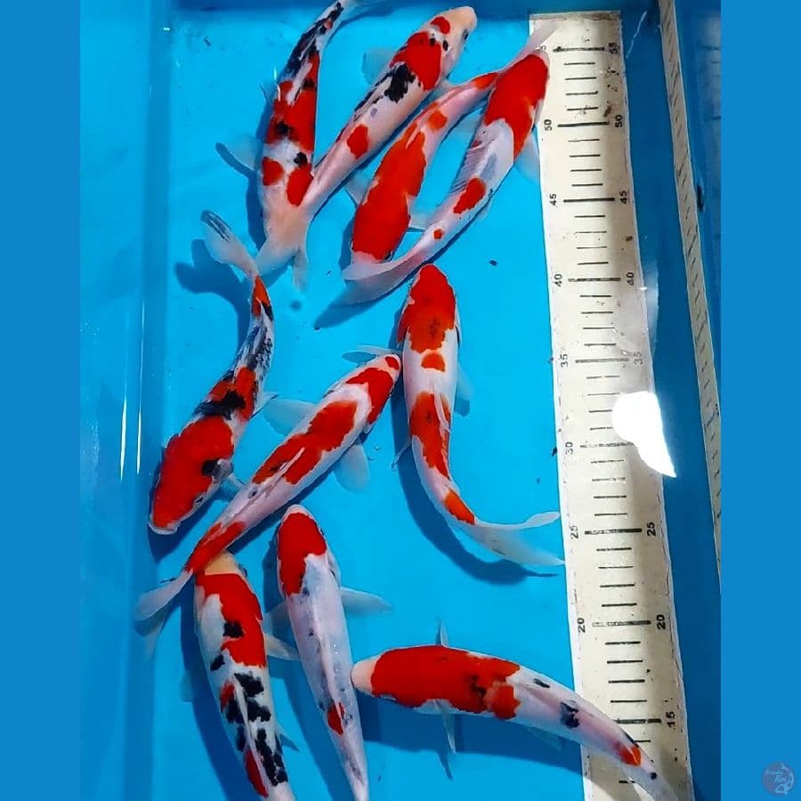 SANKE KOHAKU 20-21 CM