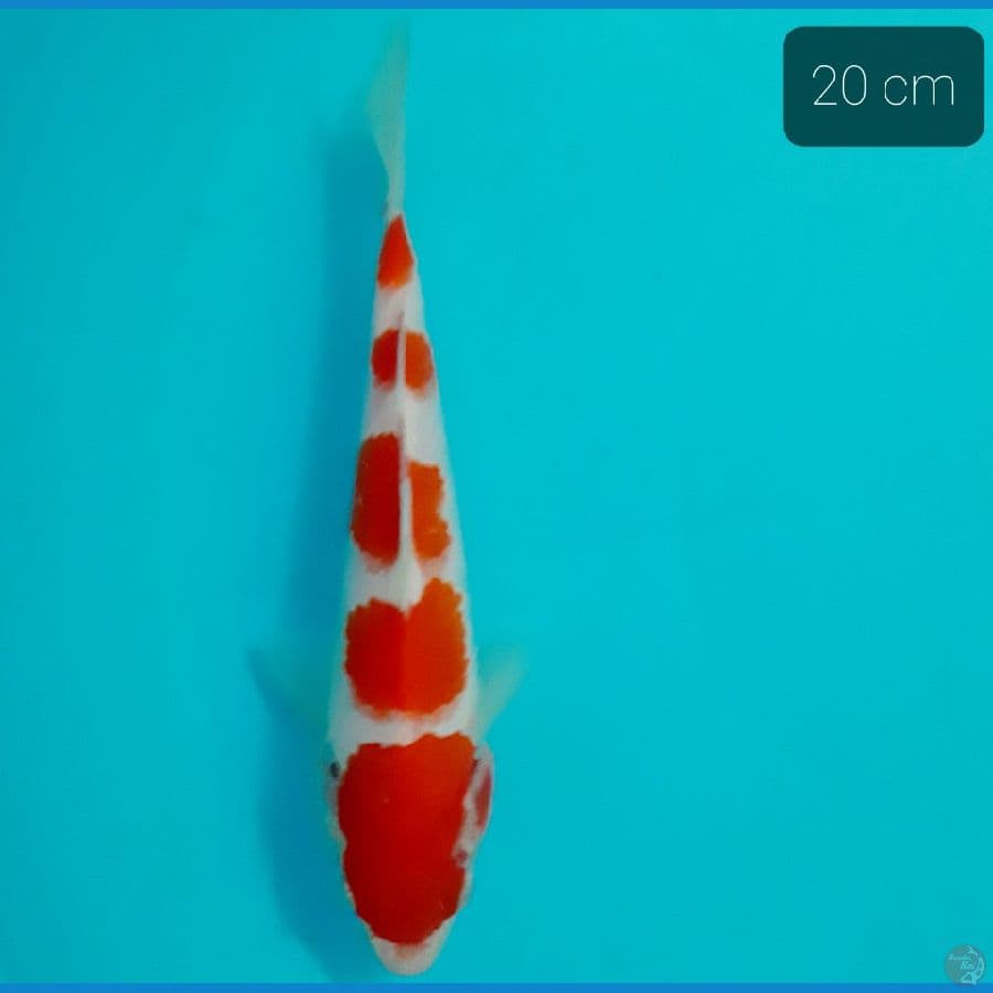 kohaku 20 cm