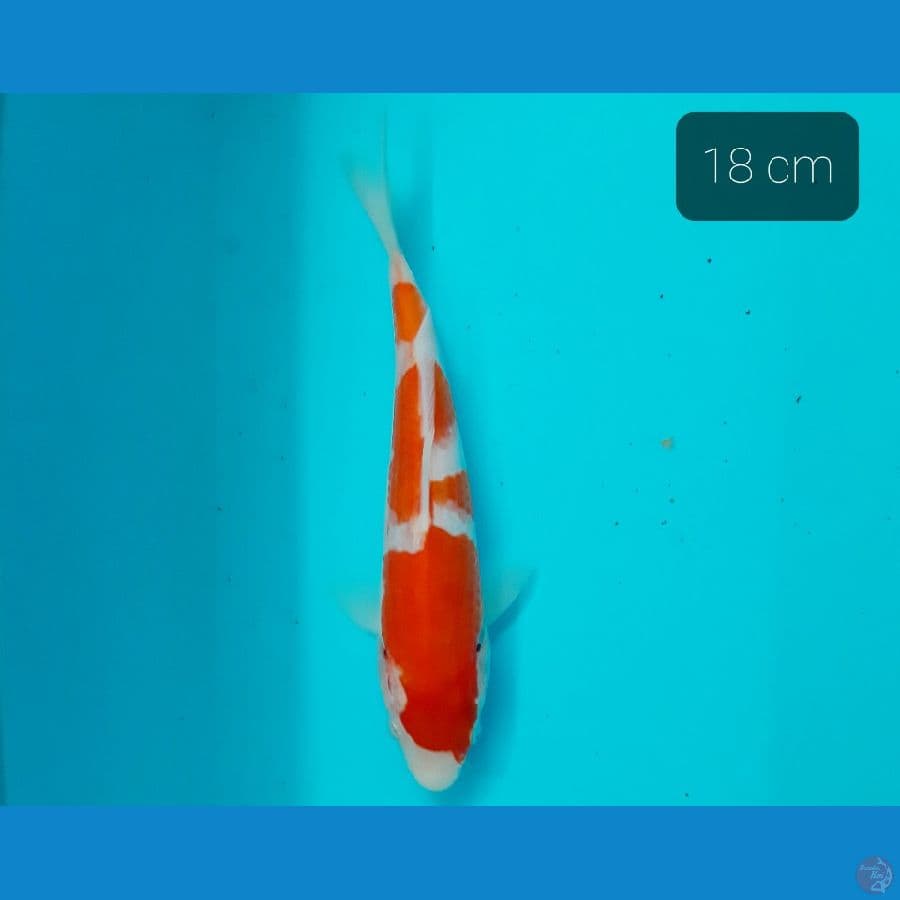 kohaku 18 cm