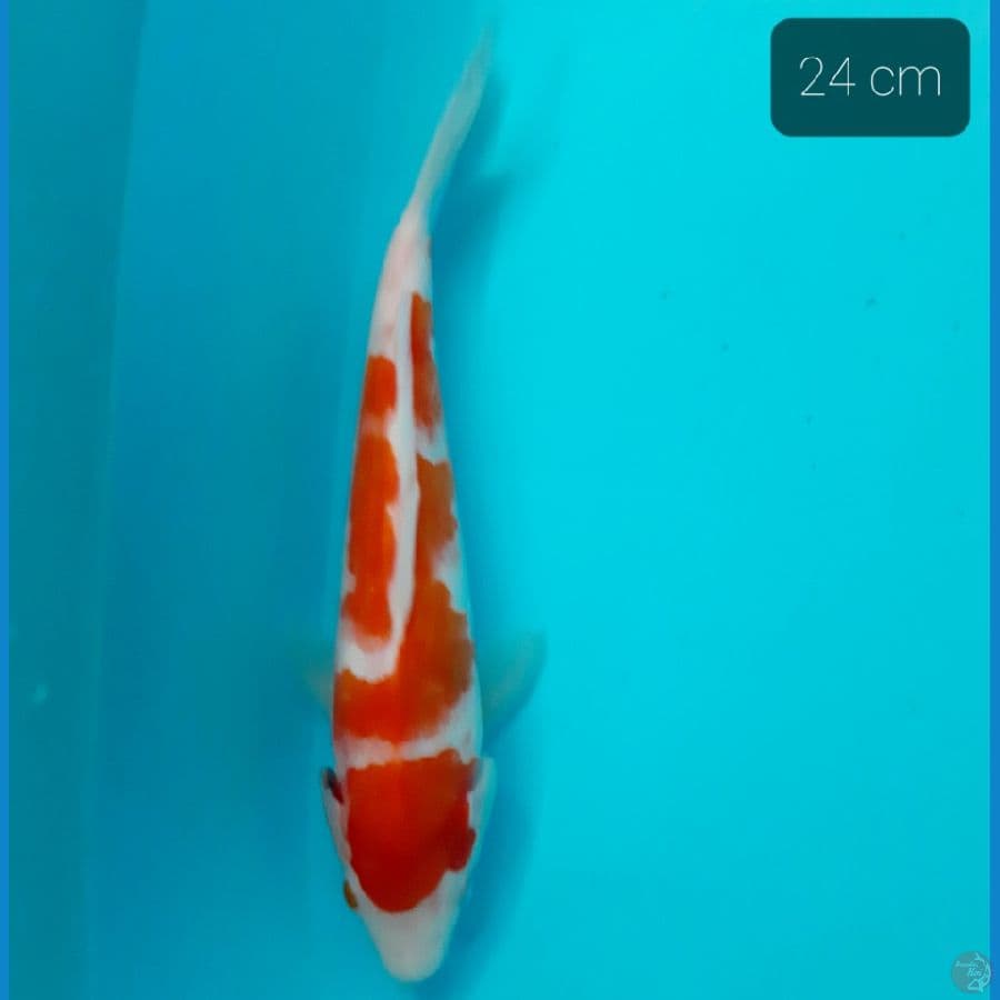 kohaku 24 cm
