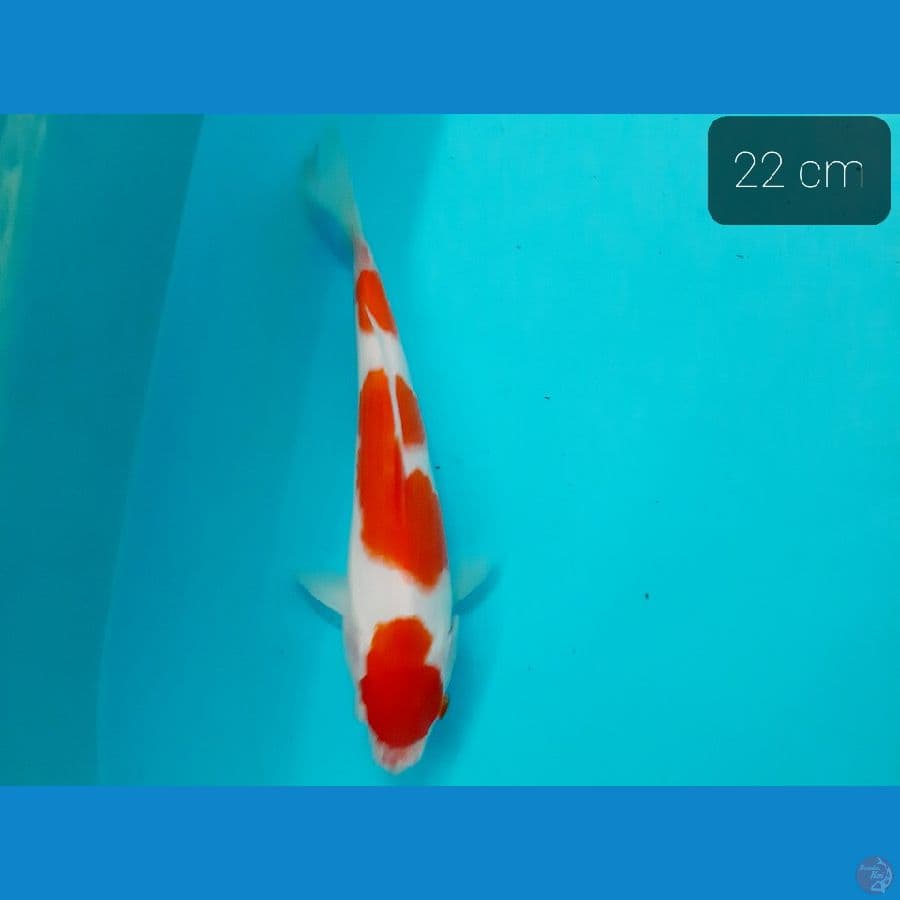 kohaku 22 cm