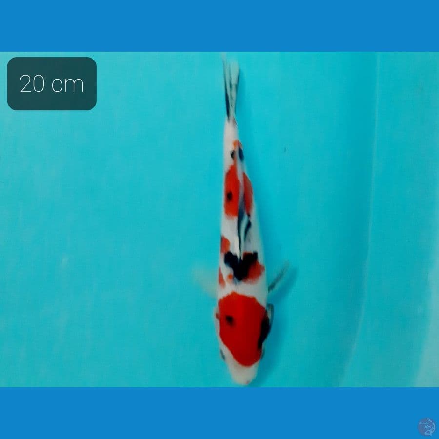 sanke 20 cm