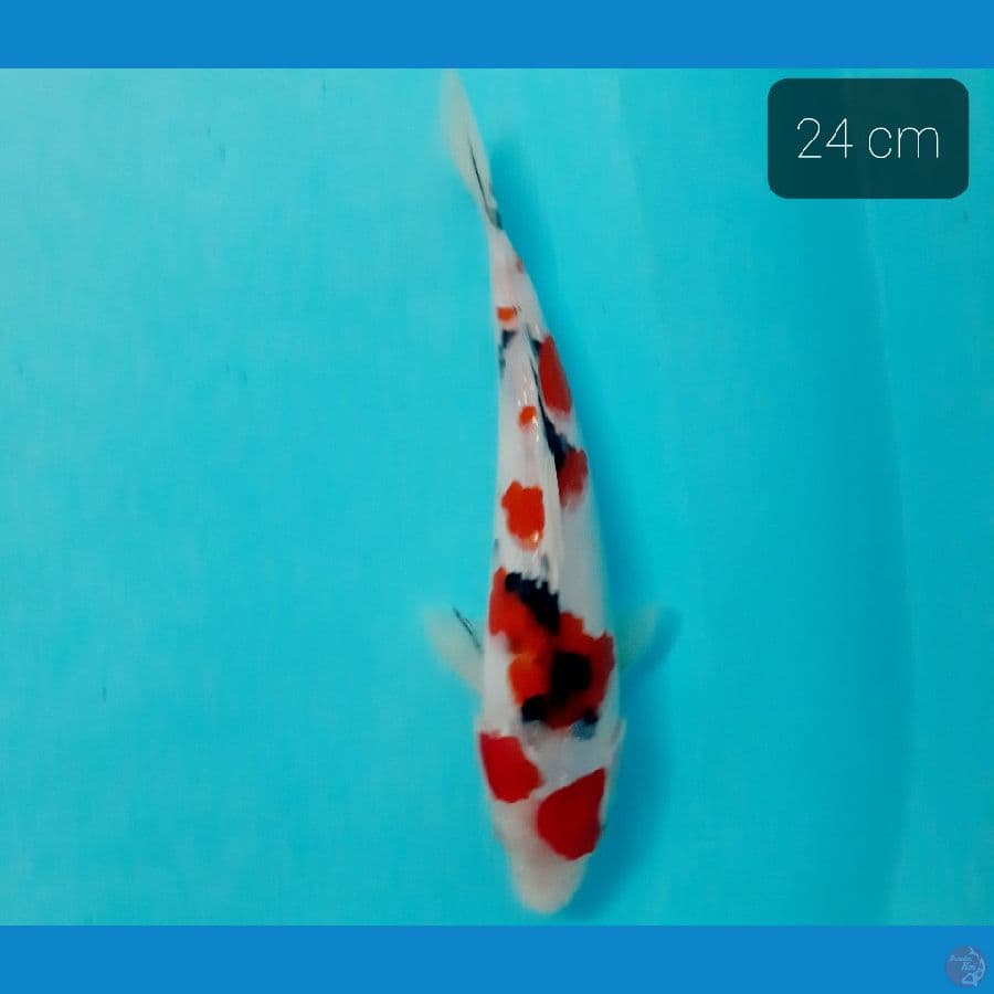 sanke 24 cm