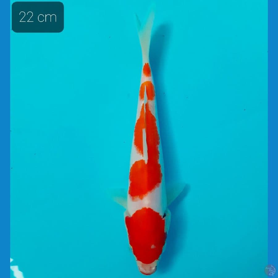 kohaku 22 cm