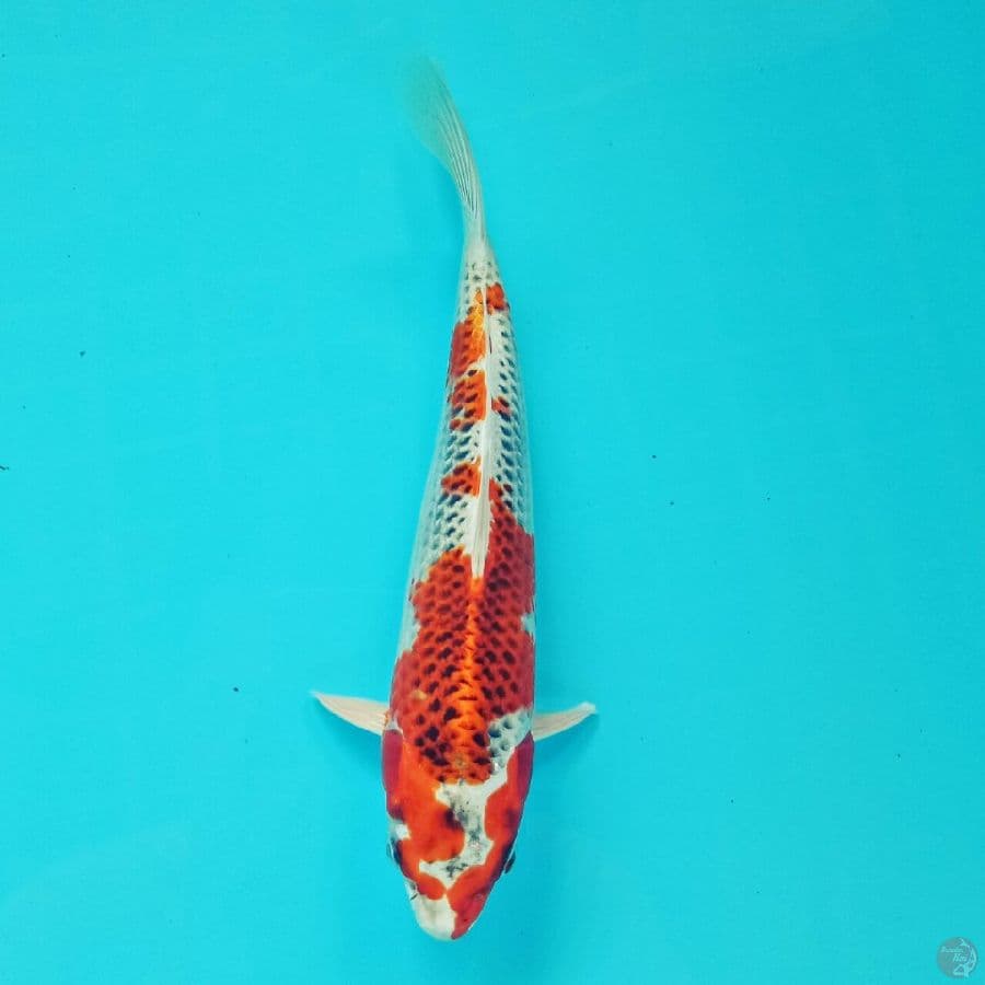 Red Kujaku 24 cm