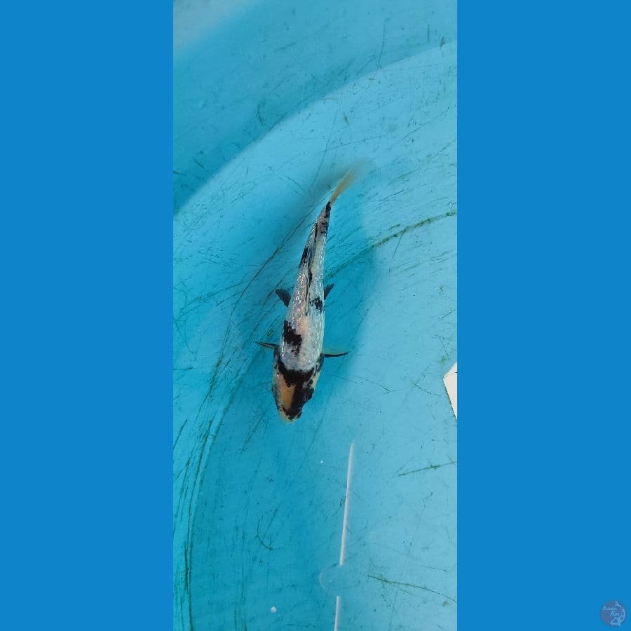 SHIRO GINDRIN 14 CM - ARIAKA KOI FARM