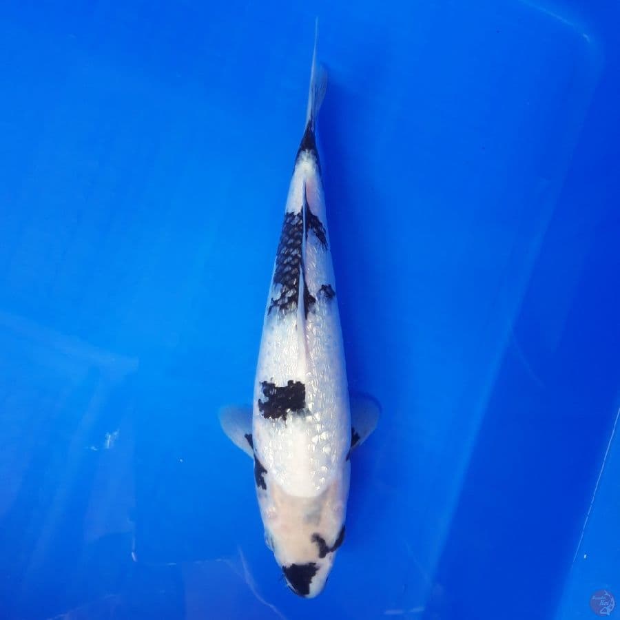 Shiro Ginrin SQ 28cm