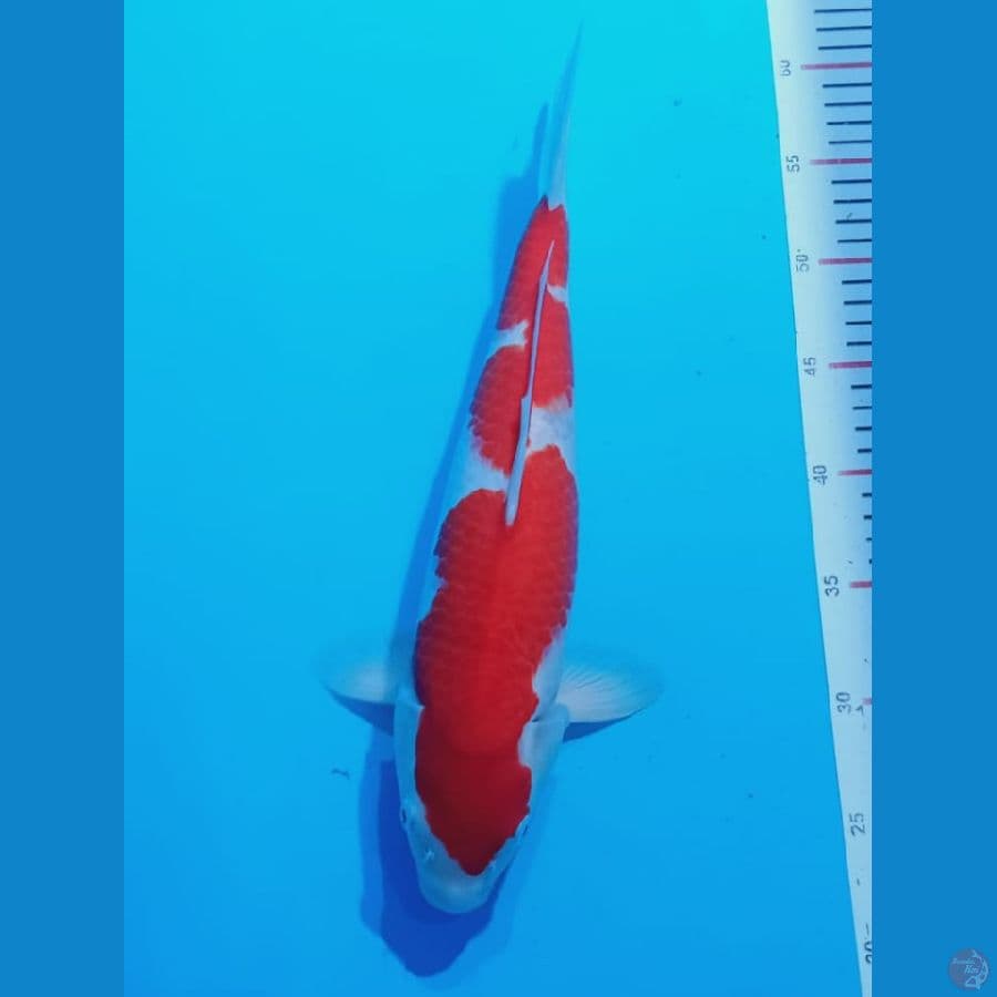 INAZUMA KOHAKU 40CM