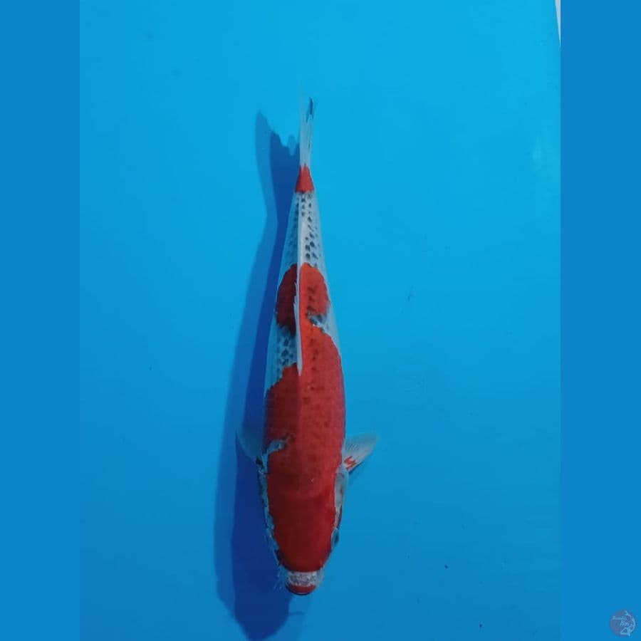 GOSHIKI 33CM