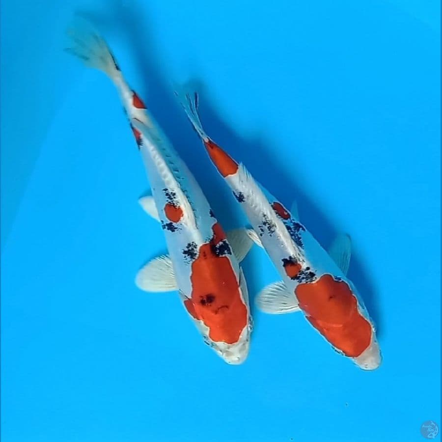 mix 22&23cm