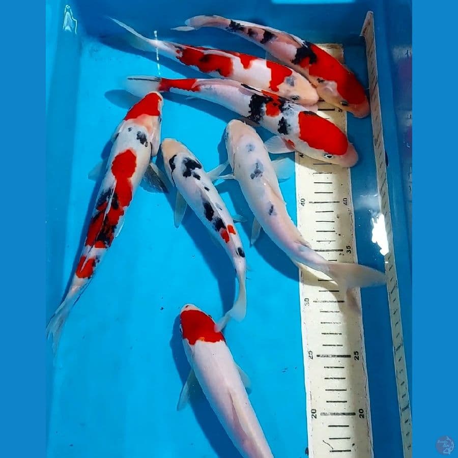 SANKE TANCHO 22-25 CM