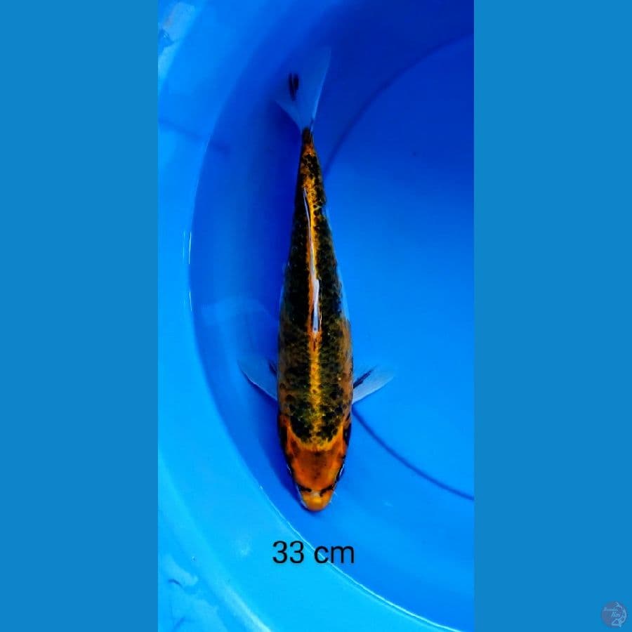 kujaku jumbo 33 cm