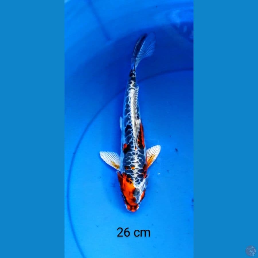 kujaku antik 26 cm