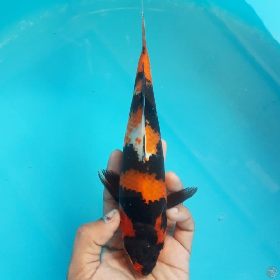 Showa Petir 25cm