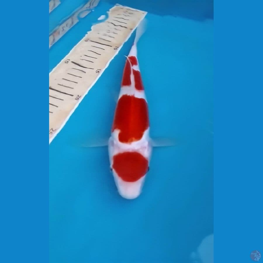 Kohaku