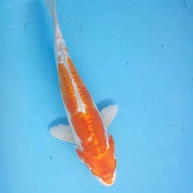 Kikushui 35 cm