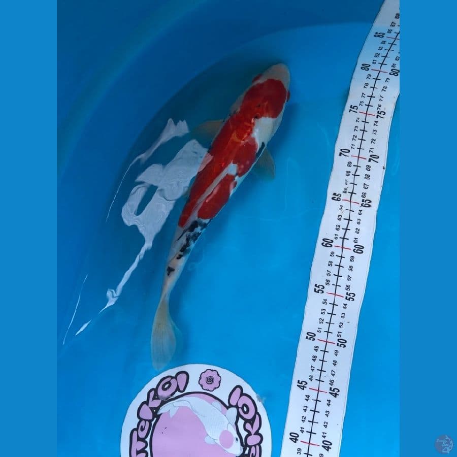 sanke doitsu 33 cm