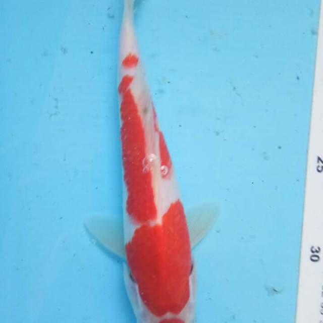 Kohaku 23 cm