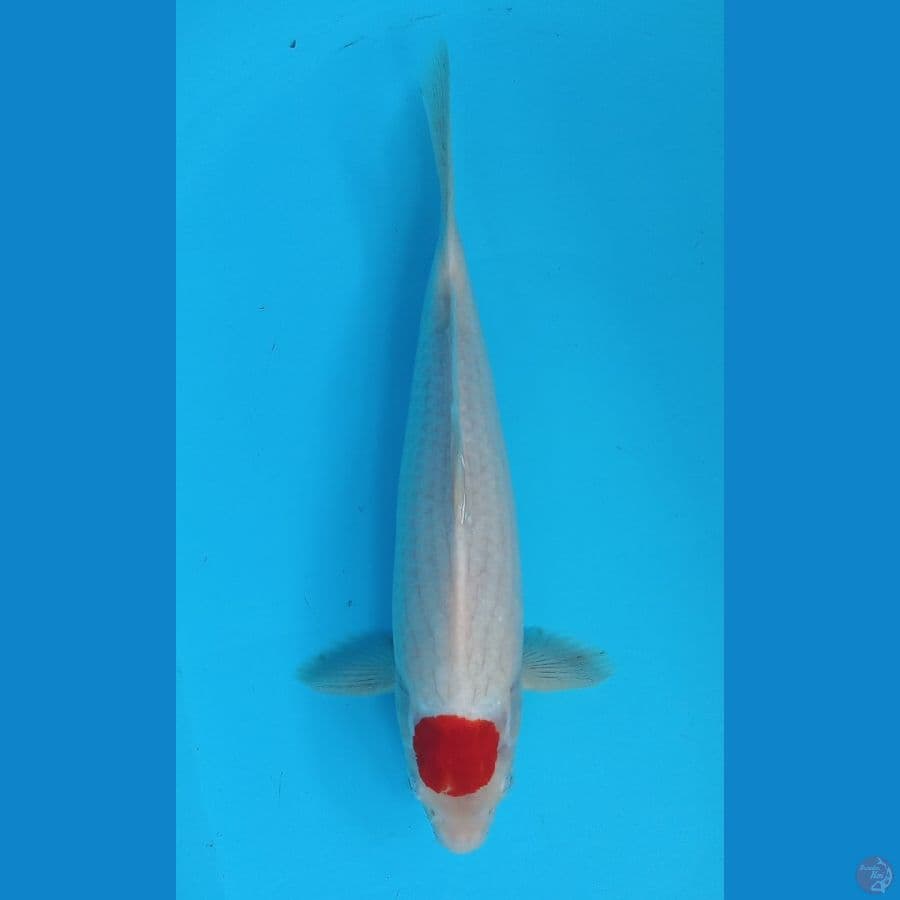 Tancho 33cm