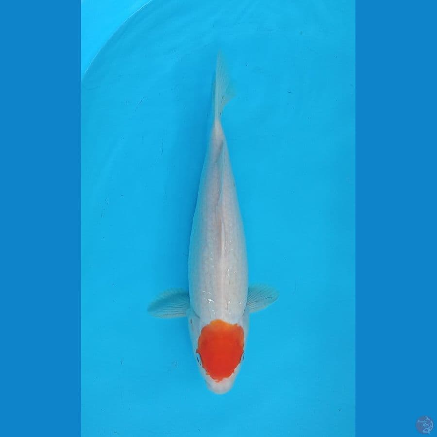 Tancho 33cm