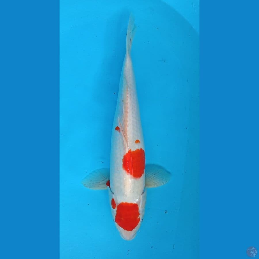 Tancho 45cm