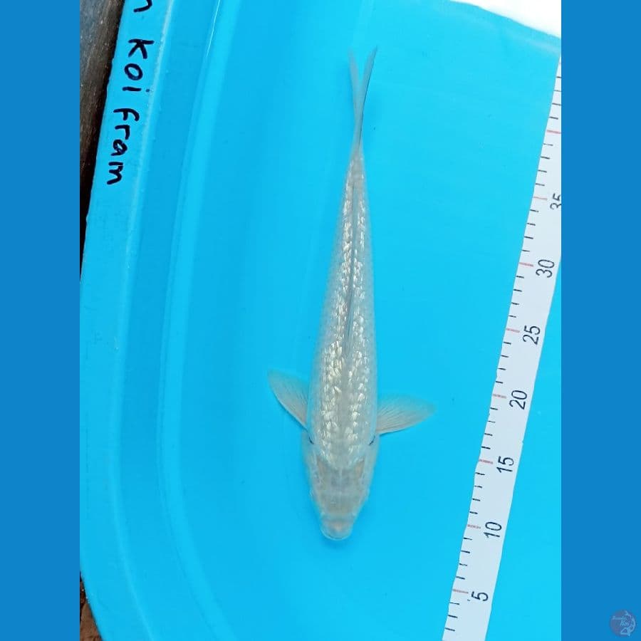 SORAGOI 36 CM JANTAN
