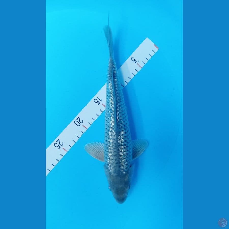 BLACK SORAGOI GINDRIN 30 CM