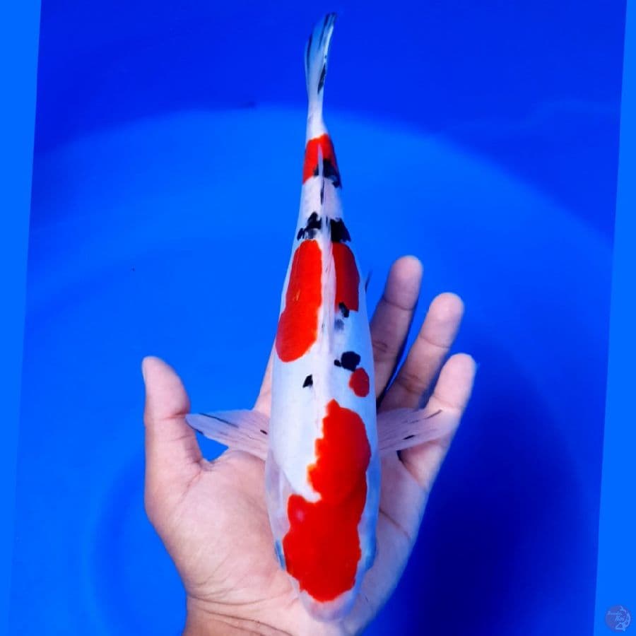 Sanke Doitsu Strong 27cm