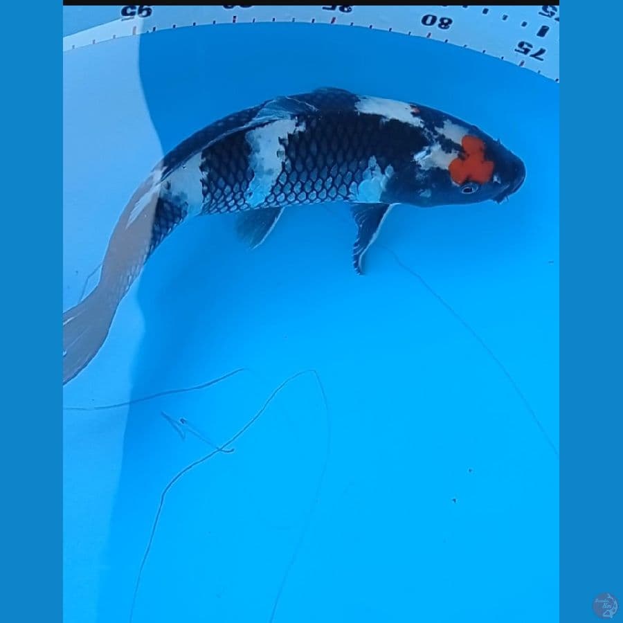 Tanco showa 30 cm