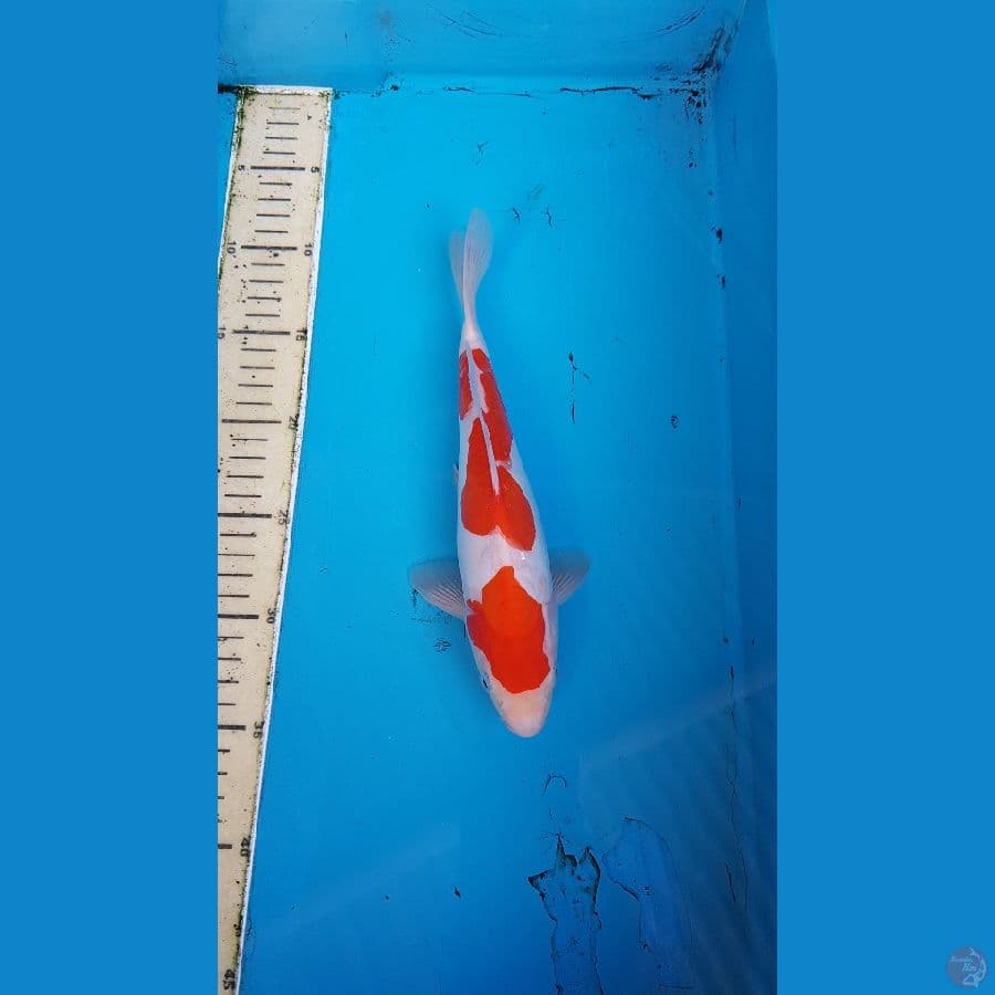 kohaku doitsu HQ..... 25cm