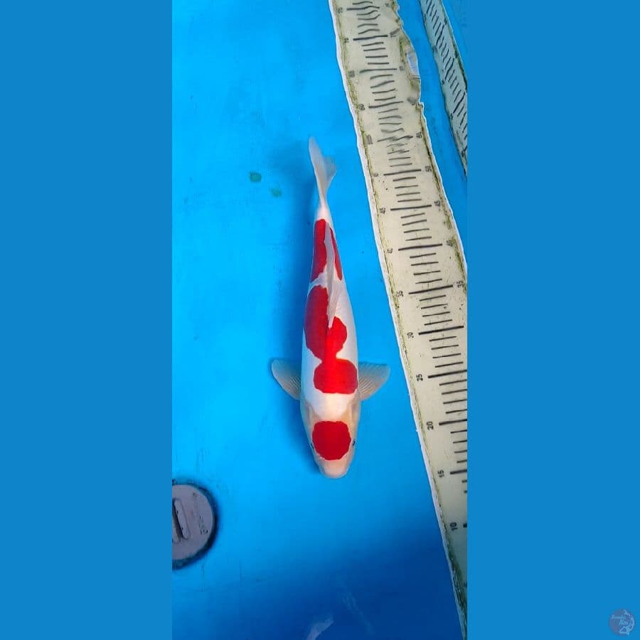maruten kohaku doitsu murni SQ.... 36cm/M