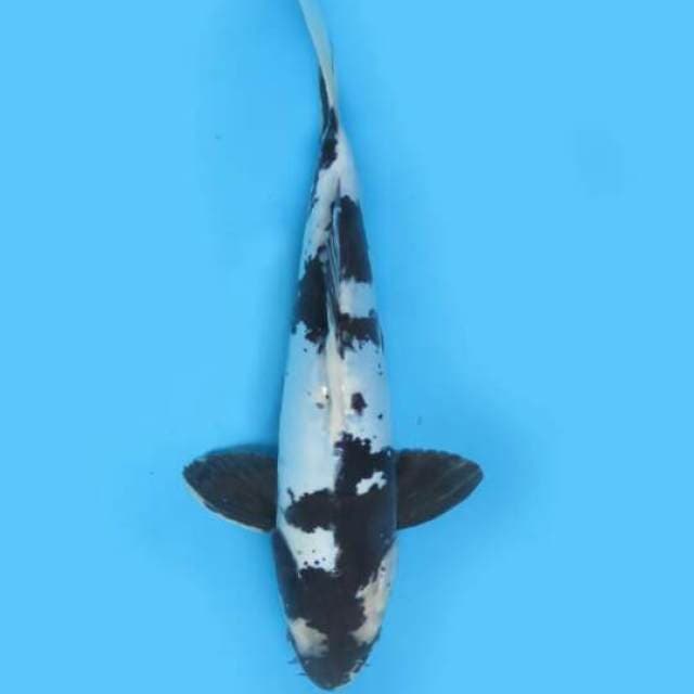 30cm Male Tosai - F1 Shiro Doitsu Hq