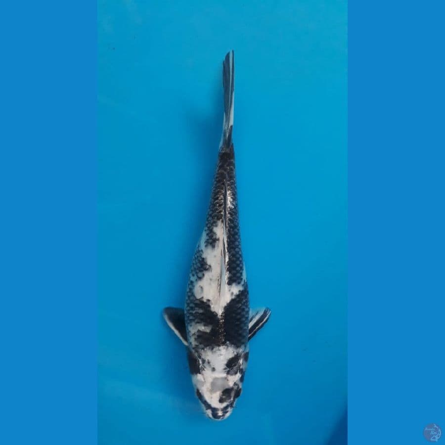 ginshiro 32cm