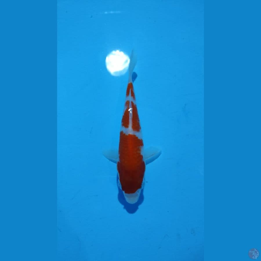 KOHAKU MINIONS 12CM 3STEP