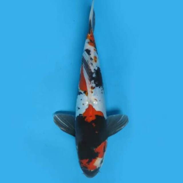 35cm Male Tosai - F1 Showa Doitsu Tategoi