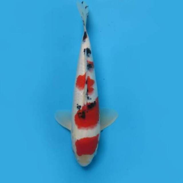 28cm Male Tosai - Maruten Sanke Tategoi