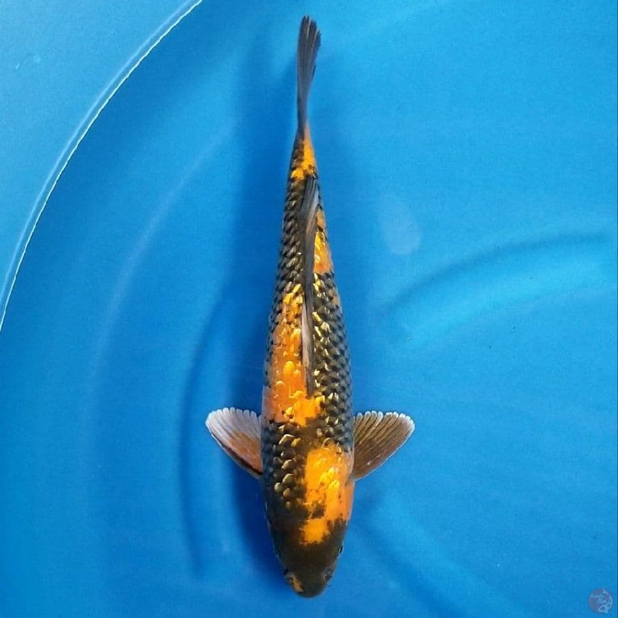 GINRIN KIN UTUSURI 40 BU MALE
