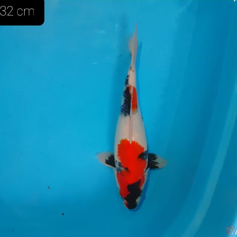 *SHOWA 32 CM*