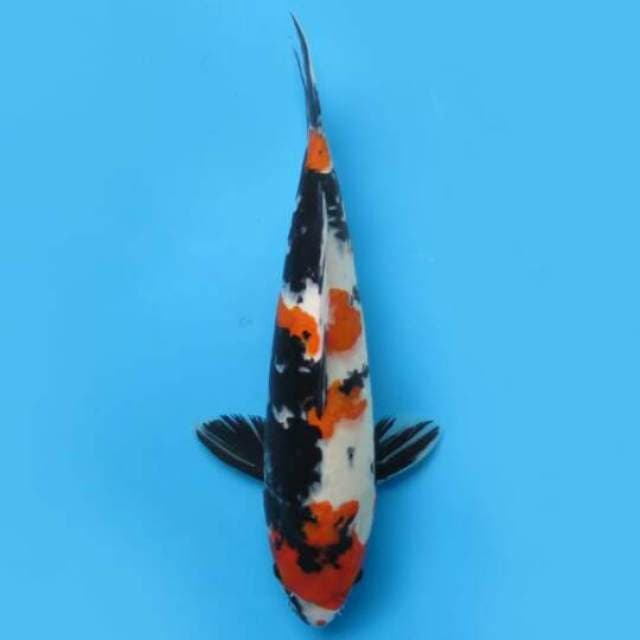 38cm Female Tosai - Jumbo Showa Sanshoku