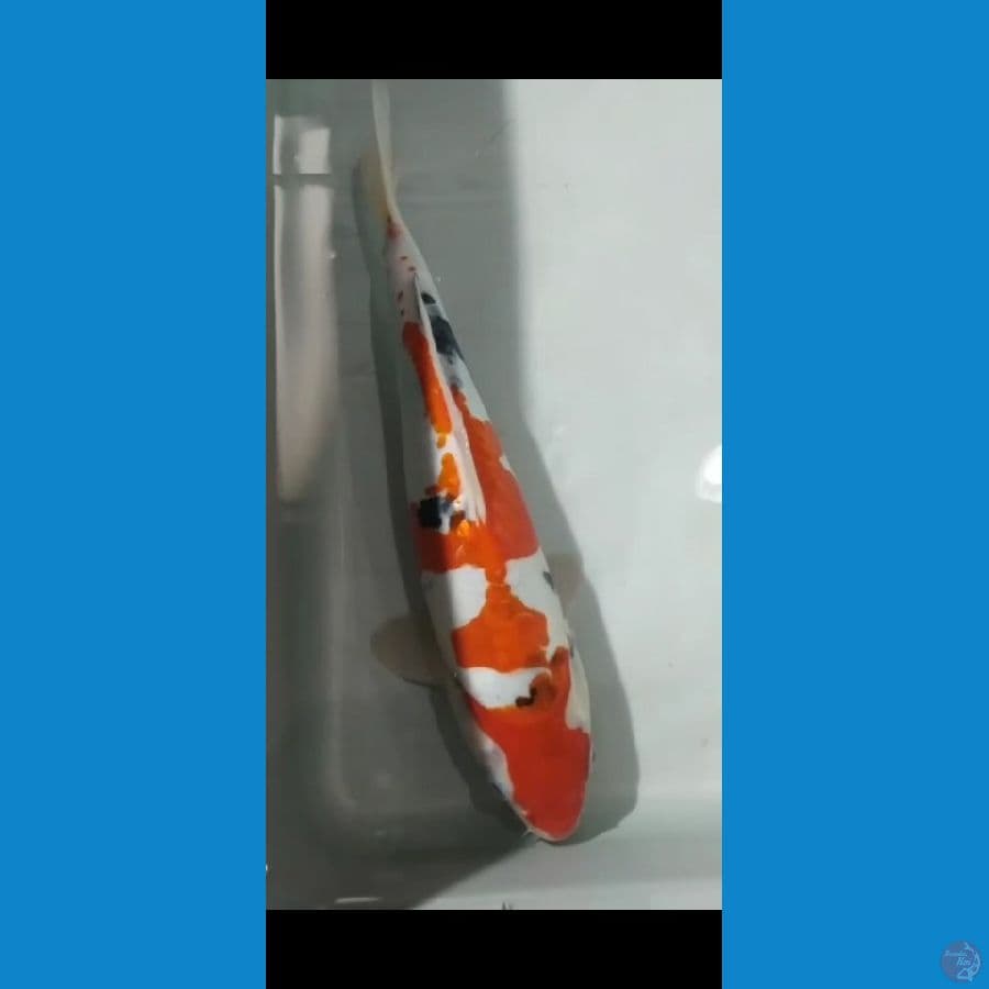 showa doitsu