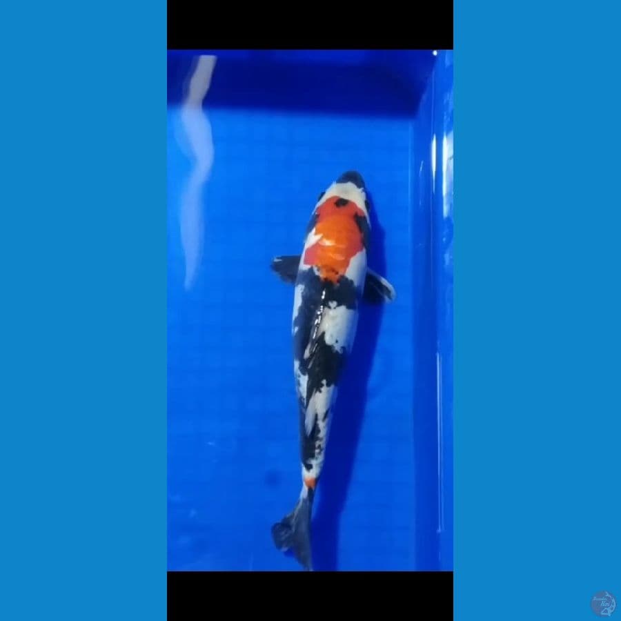 showa doitsu