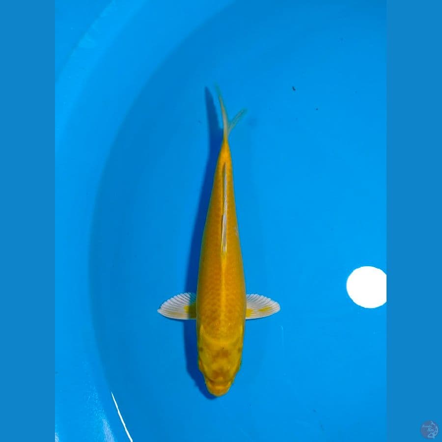 Yamabuki Ogon Mata Merah