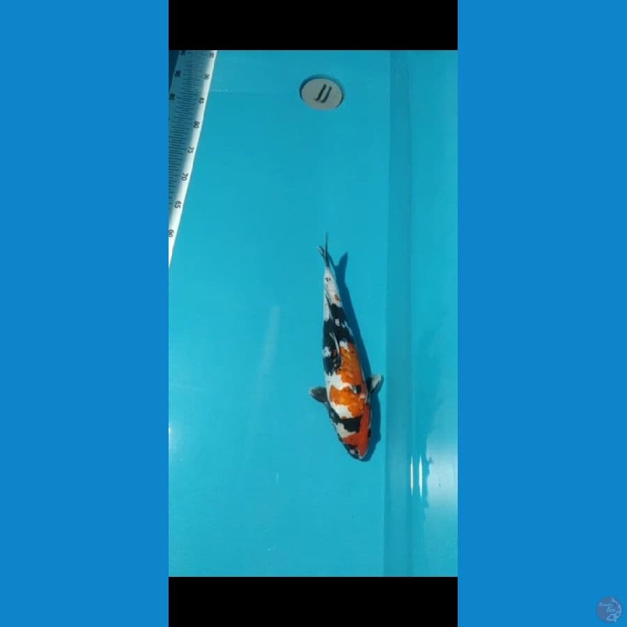 showa doitsu