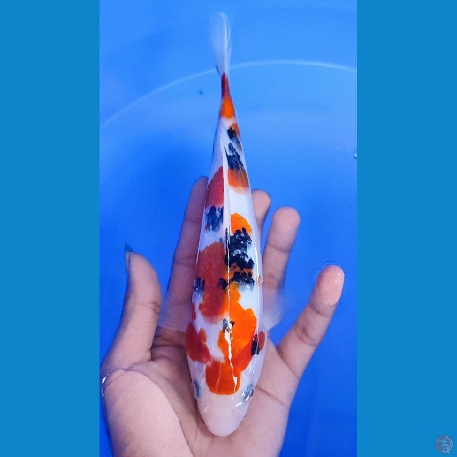 Taisho Sanke... 21cm