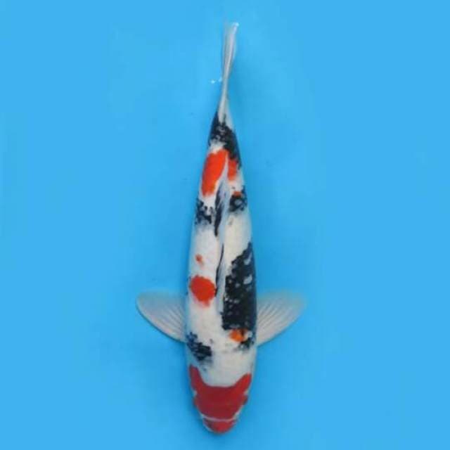 54cm Male Nisai - F1 Jumbo Showa Tategoi Hq