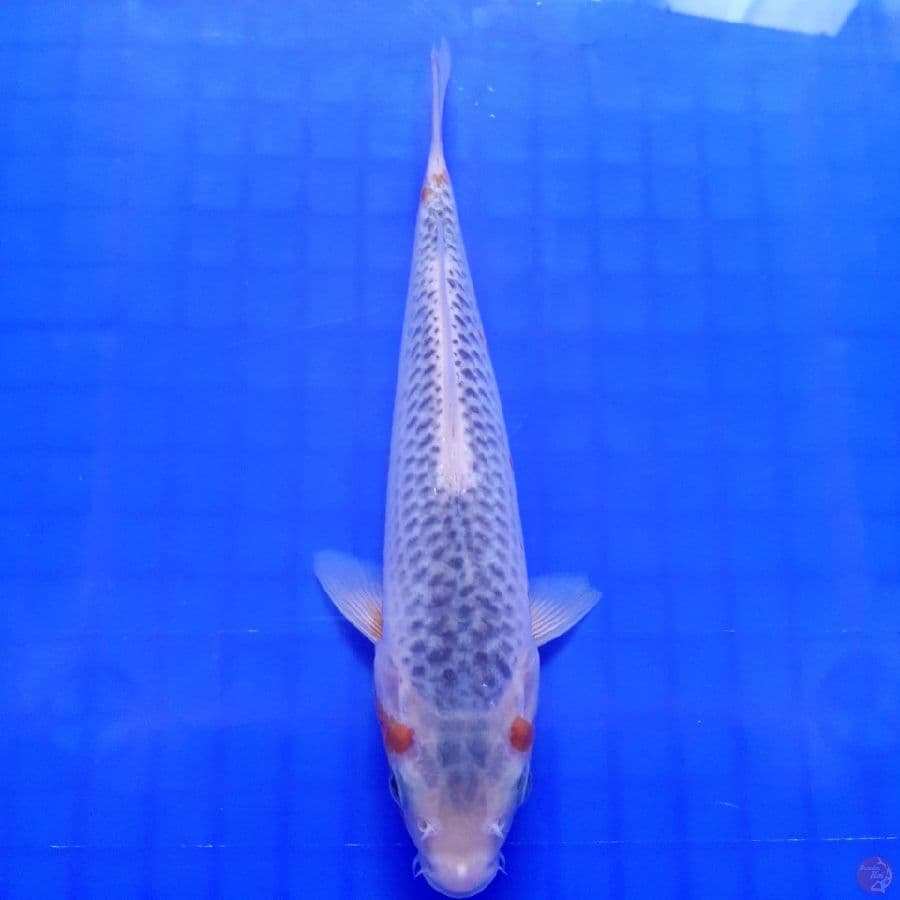 Asagi Joss 20cm