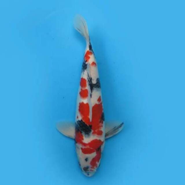 38cm Male Tosai - F1 Showa Good Patern